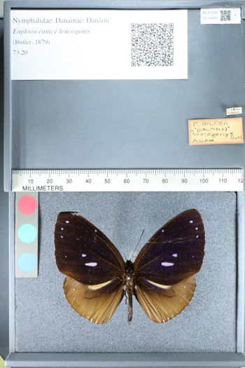 Media type: image;   Entomology 159067